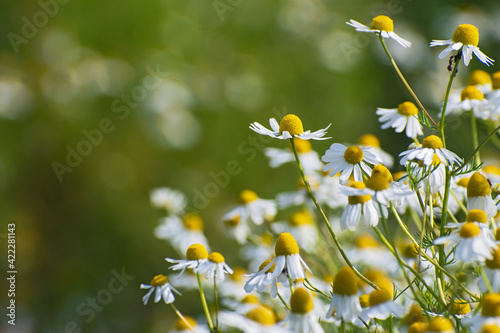 Meadow of fresh wild white chamomile flowers on blurred green floral background