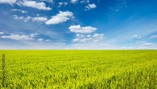 Fantastic green field with white fluffy clouds. Location place Ukraine  Europe.