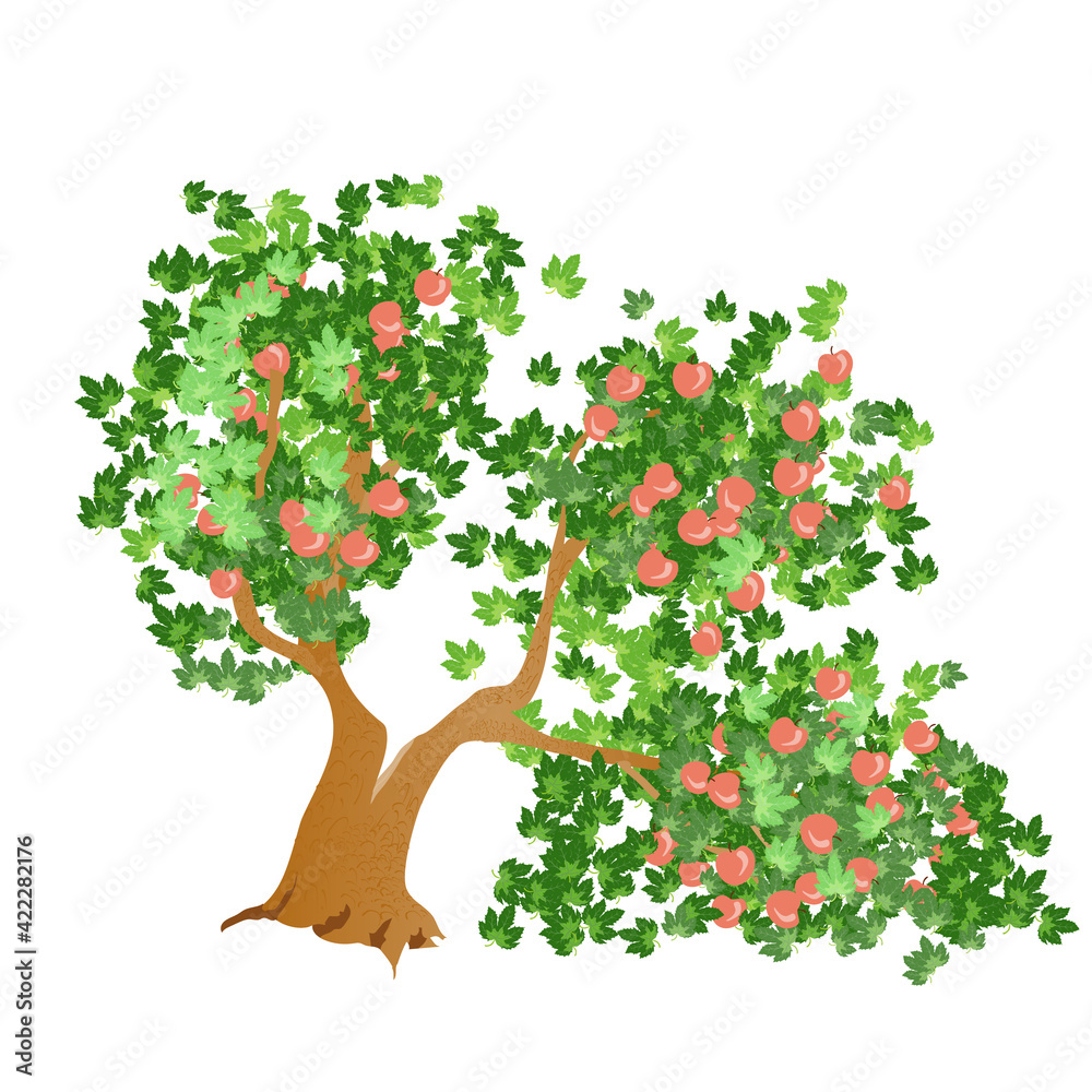 Vector illustration of a apple tree with split trunk under the burden of the fruits. Isolated on white background.