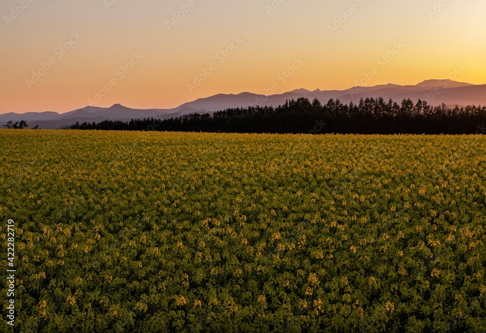 滝川市江部乙町 夕陽に照らされる菜の花畑