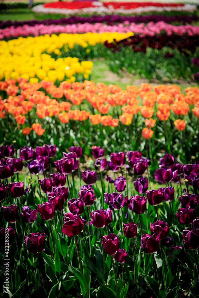 Colorful tulips at the park