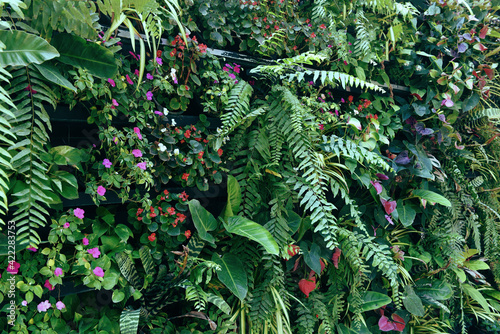 Plant wall with lush green colors  variety plant forest garden on walls orchids various fern leaves jungle palm and flower decorate in the garden rainforest background