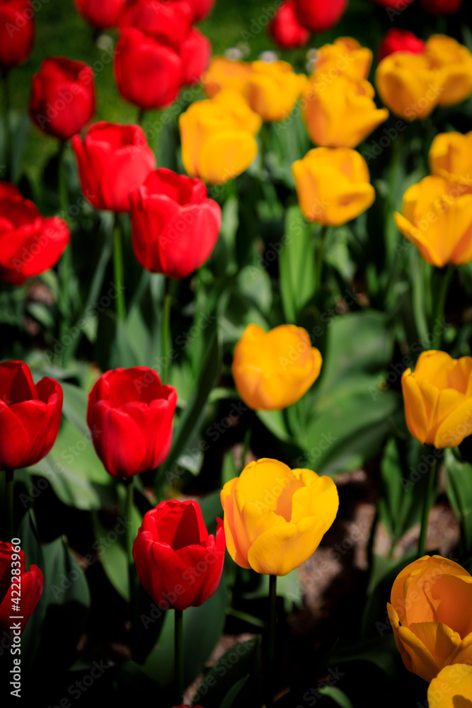 Red and yellow tulips in the garden. Red and yellow tulips in the garden.
