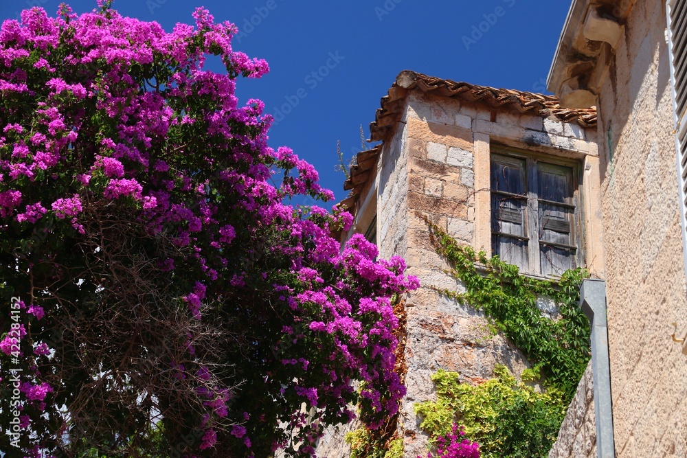 Dubrovnik, Croatia. Bougainvillea flowers in Medieval Old Town. UNESCO World Heritage Site.