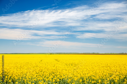 Bright yellow canola field and blue sky on a sunny day.