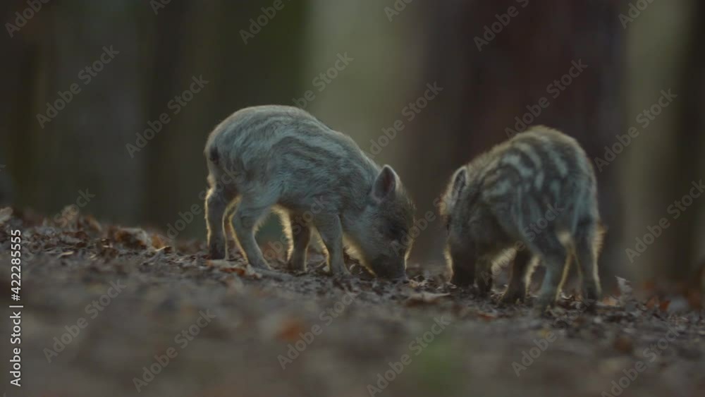 Closeup young wild boars Sus scrofa calm piggy looking for nutriment in dark wood. Wildlife tranquil scene of long furry animals. Strong nose and well smell sense to search food in omnivorous mammal. Closeup young wild boars Sus scrofa calm piggy looking for nutriment in dark wood. Wildlife tranquil scene of long furry animals. Strong nose and well smell sense to search food in omnivorous mammal.