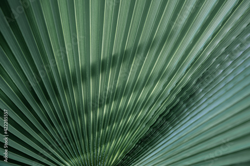 Fototapeta Naklejka Na Ścianę i Meble -  Close up of textural green leaves of palm tree.