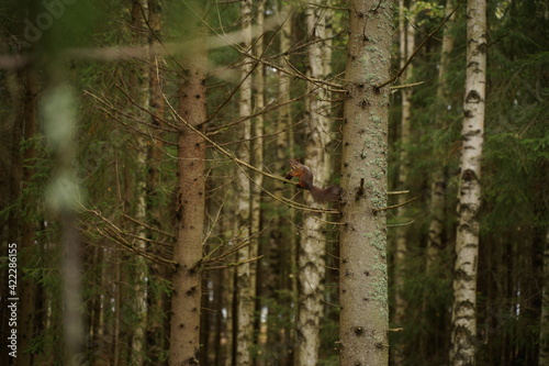 Squirrel in the pine threes of a Swedish forest