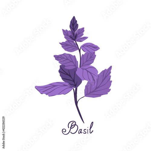 Purple basil on a white background is isolated. Illustration of basil spice with "Basil" calligraphy can be used for packaging, recipes, textiles, paper, food packaging, kitchen decor