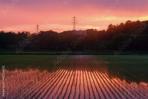 雨上がりの朝焼けと田んぼの風景