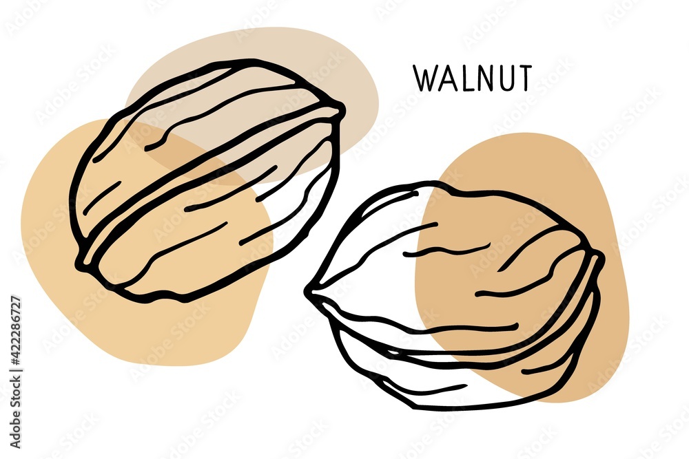 Walnut set. Hand drawn vector nut and walnut text. Doodle Sketch with colored spots. Organic, fresh cooking, healthy diet ingredient. Walnut Icon set. For label template, packaging, farm market emblem Walnut set. Hand drawn vector nut and walnut text. Doodle Sketch with colored spots. Organic, fresh cooking, healthy diet ingredient. Walnut Icon set. For label template, packaging, farm market emblem