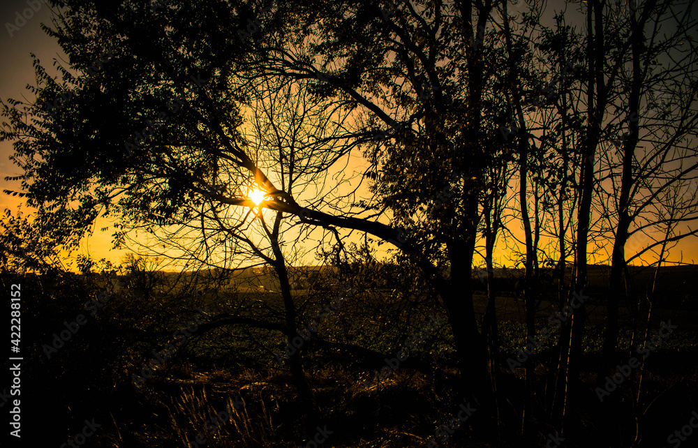 Sonnenuntergang im Wald