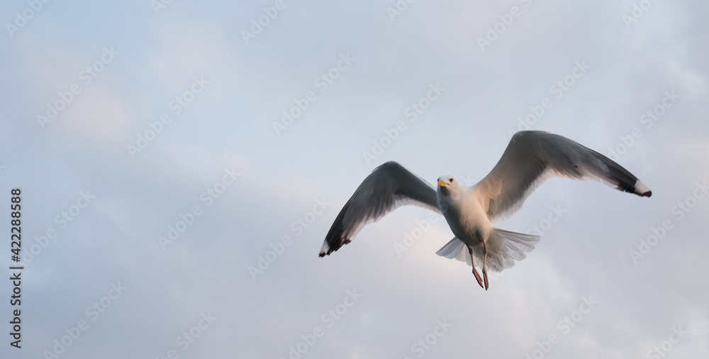 Seagull flying in the cloudy sky. Close-up. Copy space for text. Banner. Seagull flying in the cloudy sky. Close-up. Copy space for text. Banner.