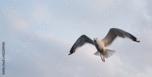 Seagull flying in the cloudy sky. Close-up. Copy space for text. Banner.