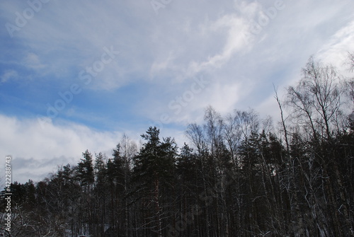 Light blue sky with white clouds, below the dark wall of the winter forest. Dark brown tree trunks with branches without leaves.