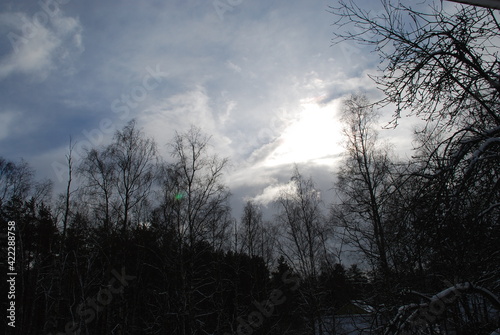 Light blue sky with white clouds, below the dark wall of the winter forest. Dark brown tree trunks with branches without leaves.