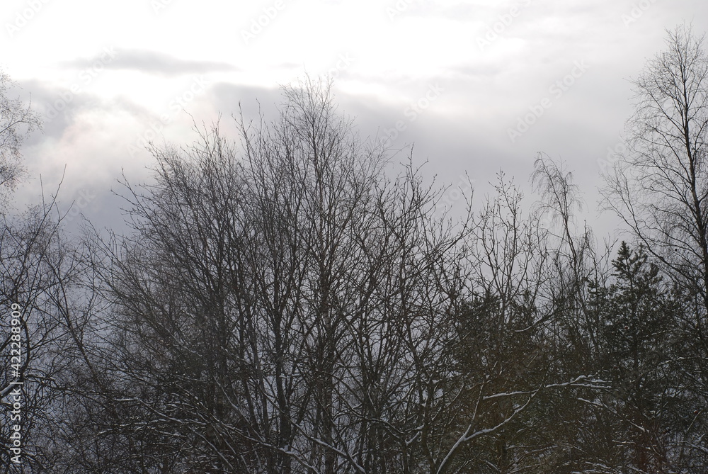 Bare thin branches of a birch without leaves on a background of the sky. Branches of birch hectares against the background of the winter light blue sky with white clouds. Bare thin branches of a birch without leaves on a background of the sky. Branches of birch hectares against the background of the winter light blue sky with white clouds.