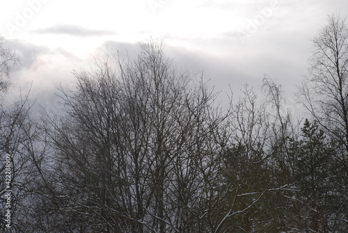Bare thin branches of a birch without leaves on a background of the sky. Branches of birch hectares against the background of the winter light blue sky with white clouds.