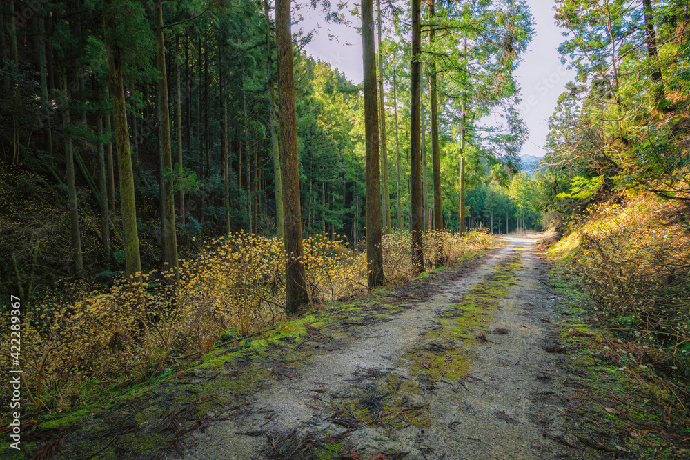 Obraz premium 滋賀県多賀町の高室山に咲くミツマタの群生地