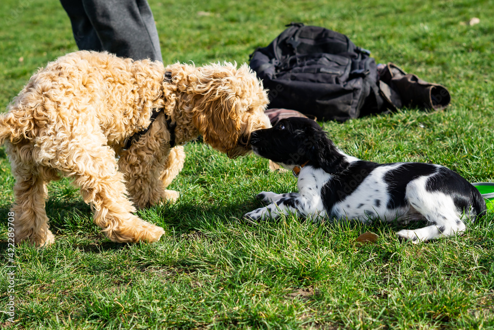 Fototapeta premium Puppies and dogs playing in the park