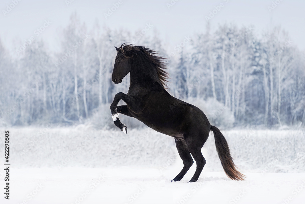 Fototapeta premium Beautiful black andalusian breed horse rearing up on the snowy field in winter. Black PRE stallion.