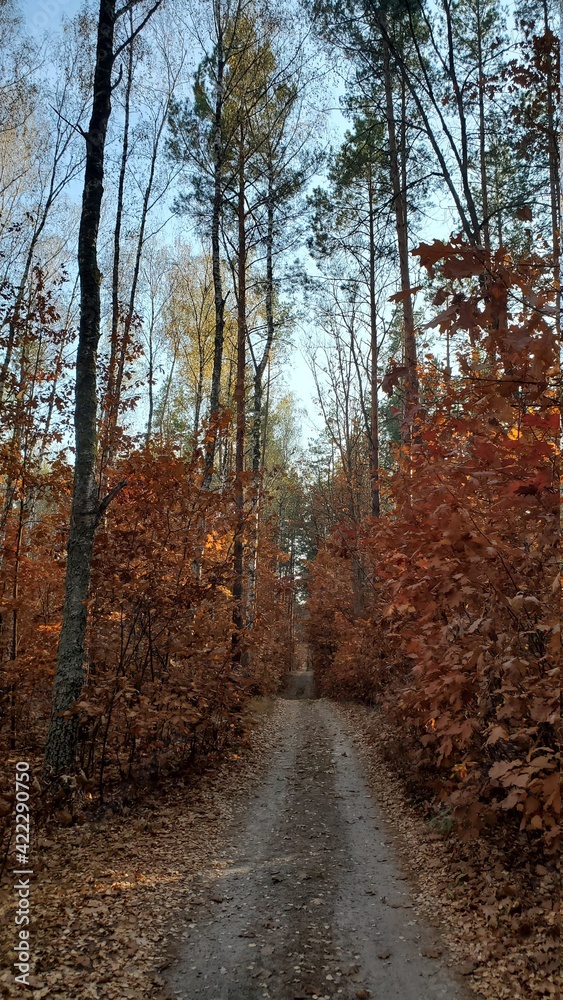Obraz premium path in autumn forest