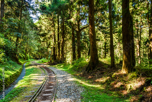 The Forest Railway passes through the Alishan Forest Recreation Area in Chiayi, Taiwan.