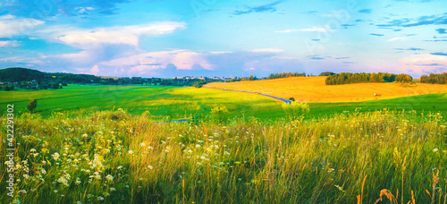 Beautiful summer colorful rustic pastoral landscape panorama. Tall flowering grass on green meadow at sunrise or sunset with beautiful announcement against blue sky. © Laura Pashkevich