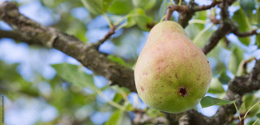 Big juicy yellow pear growing on a tree branch Big juicy yellow pear growing on a tree branch