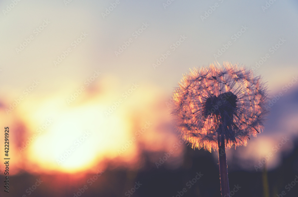 Beautiful calm spring scene with fluffy dandelion flower on a background of colorful sunset sky and setting sun.