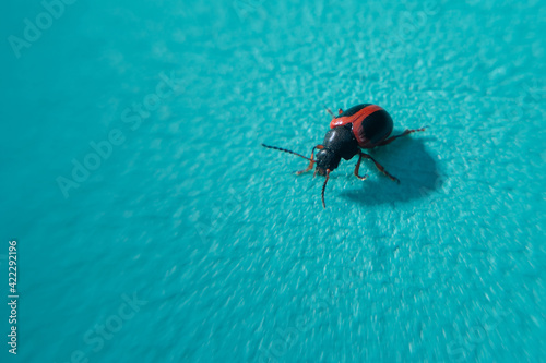 Fotografija Selective focus shot of a beetle on a blue surface
