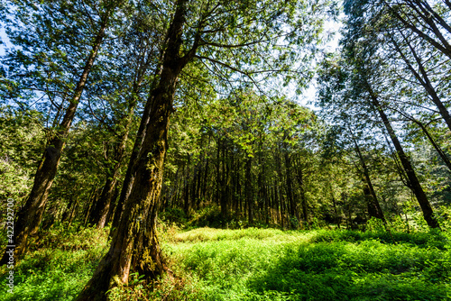 Beautiful green forest in the Alishan Forest Recreation Area in Chiayi, Taiwan. © BINGJHEN