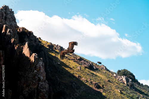Buitre leonado vuela sobre el Monfragüe