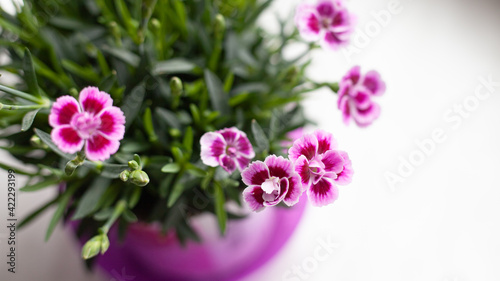 bouquet of pink and white flowers in a flower pot