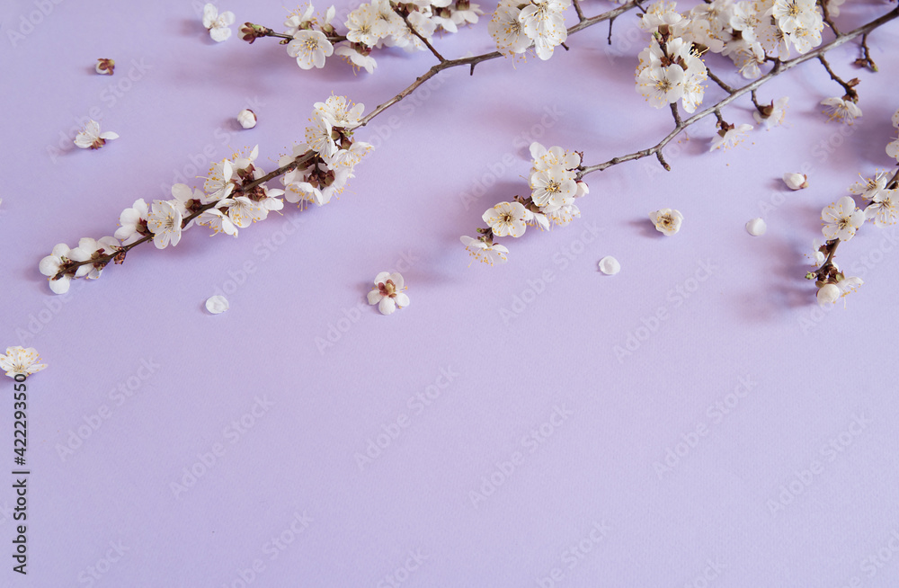 Flower arrangement. Spring apricot branches with white flowers and buds showering petals on a pastel lilac background. Free space. Flower arrangement. Spring apricot branches with white flowers and buds showering petals on a pastel lilac background. Free space.