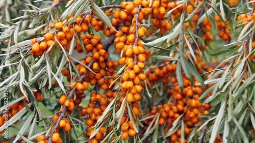 Abundant harvest of sea buckthorn berries on the plantation.