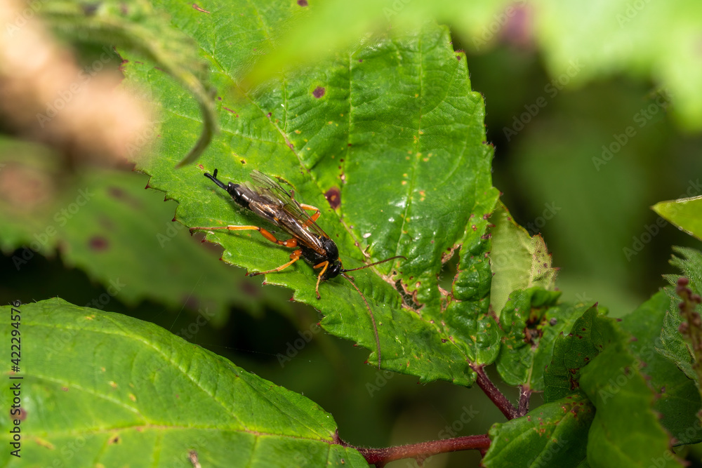 Black Slip Wasp (Pimpla rufipes) a parasitic black flying insect with orange legs, stock photo image Black Slip Wasp (Pimpla rufipes) a parasitic black flying insect with orange legs, stock photo image