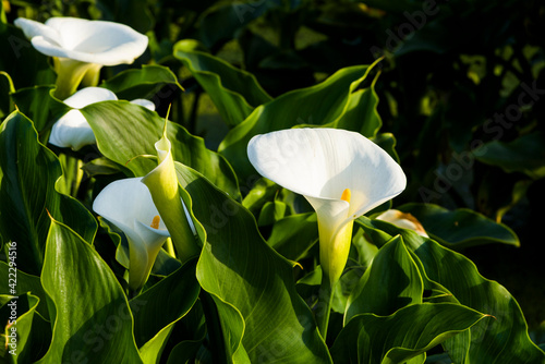 beautiful white calla lily flowers blooming in the field of Jhuzihu in Taipei, Taiwan. 