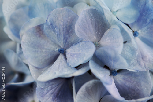 雨に濡れた紫陽花のアップ写真