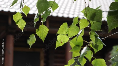 Beautiful European house made of natural wood and timber.