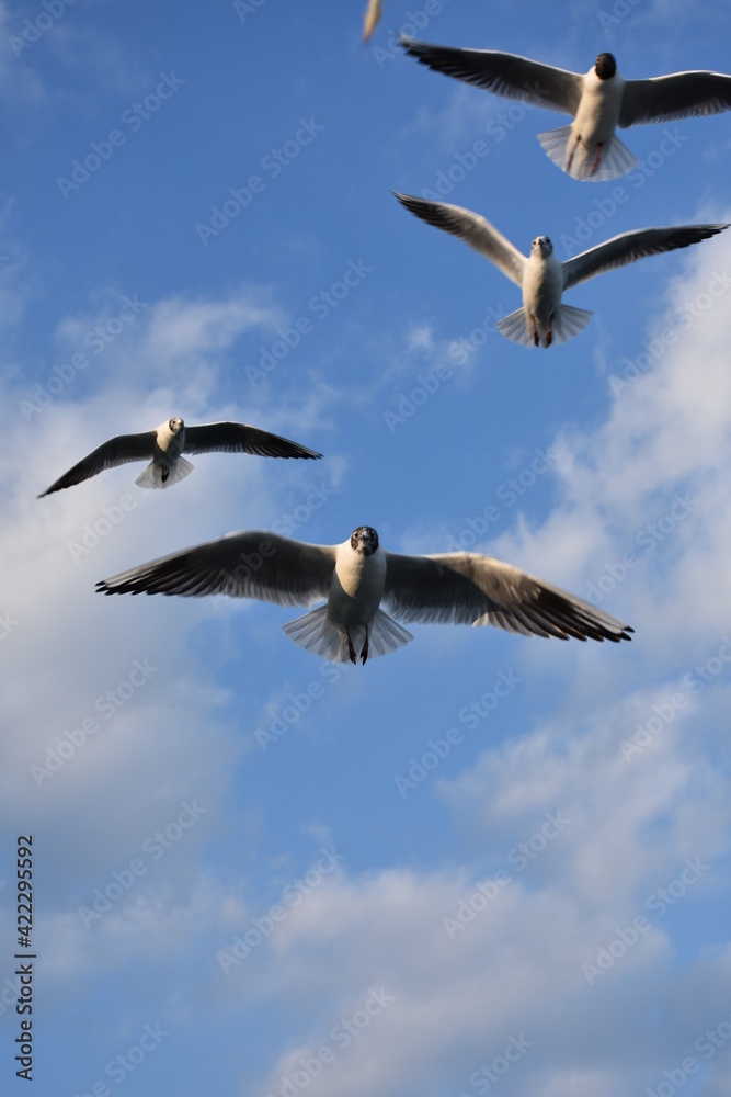 Fototapeta premium JUST TAKE A LOOK AT THEM. THEY ARE STUNNING !!!!