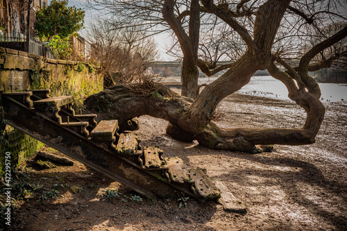 Old damaged wooden stairs with an old tree by the bank of the river Thames, London
