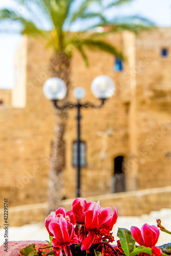 Tel Aviv, Israel - March 15, 2021: pink flowers and blured one of the narrow streets of old Jaffa