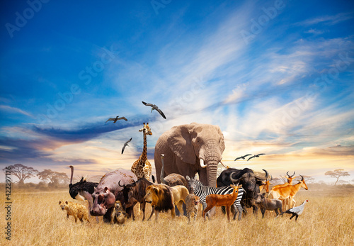 Fototapeta Naklejka Na Ścianę i Meble -  Animals in Africa giraffe, lion, elephant, others