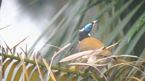 high frame rate front view of a blue-faced honeyeater perched on a palm branch photo