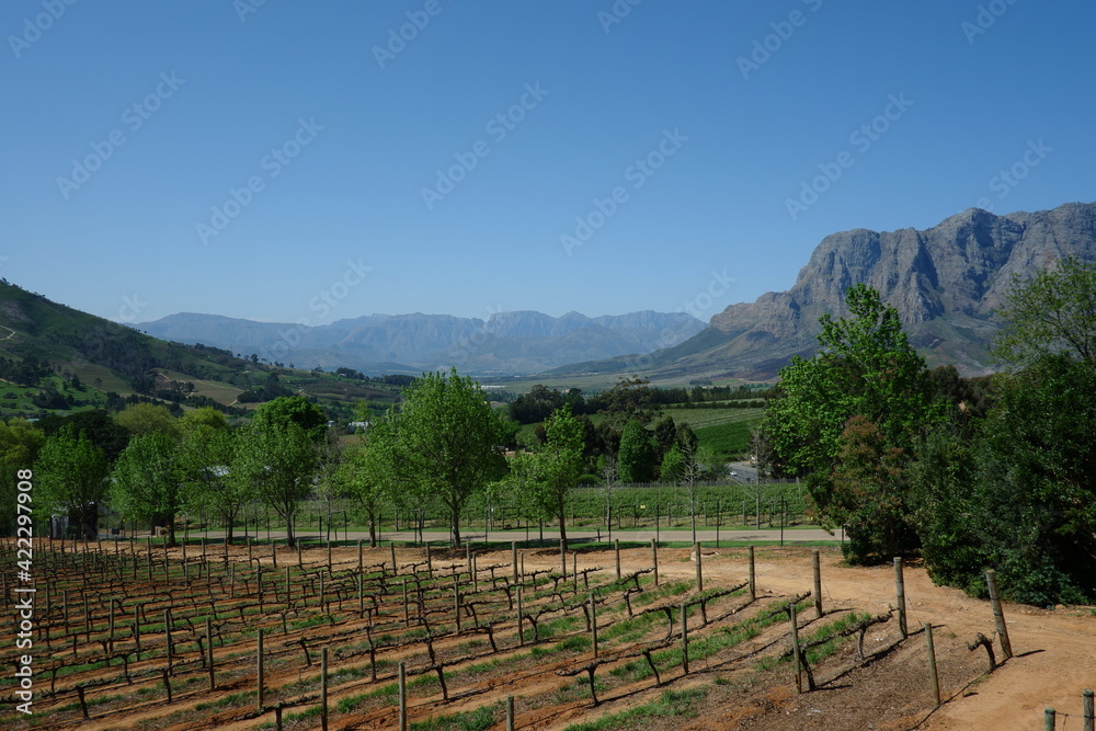 Naklejka premium Vineyards in Stellenbosch, South Africa