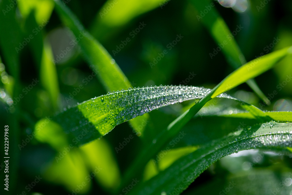 Obraz premium Water drops on green wild grass