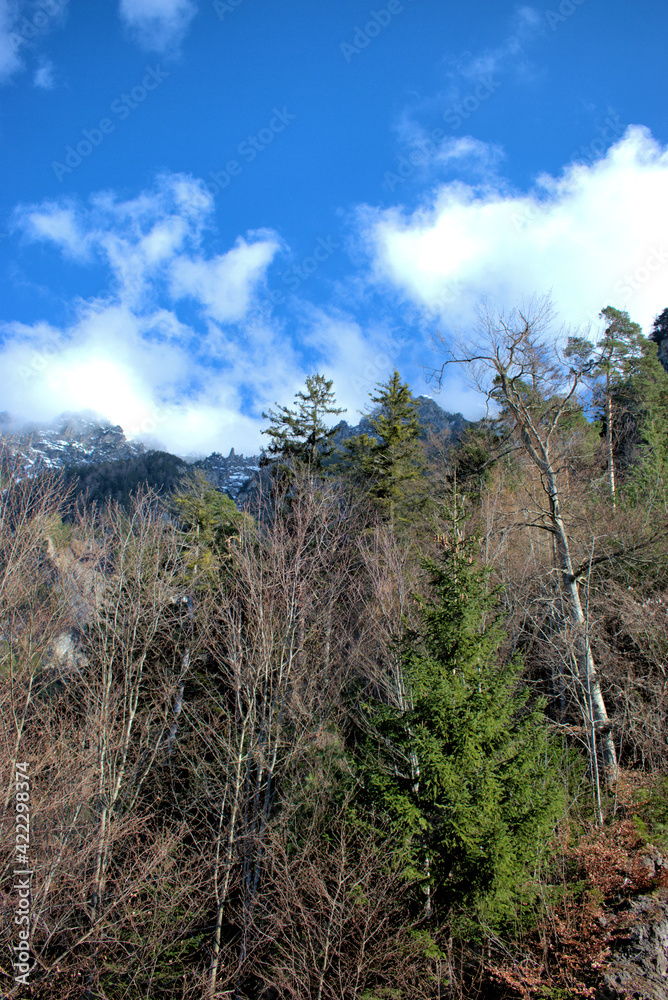Trees and the alps in Vaduz in Liechtenstein 17.2.2021