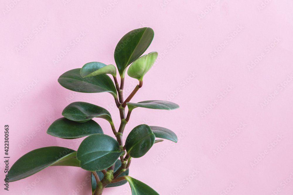 leaves agains purple background with empty space for text
leaves agains purple background with empty space for text