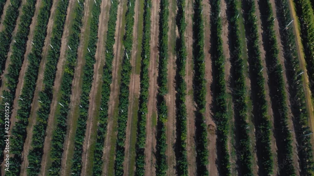 Aerial view of a field with peach trees. Farm for growing fruits. Processing and service. Productivity and harvest. top down. Bologna, Italy Aerial view of a field with peach trees. Farm for growing fruits. Processing and service. Productivity and harvest. top down. Bologna, Italy